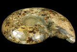 Rare, Ammonite (Argonauticeras) - Befandriana, Madagascar #168520-6